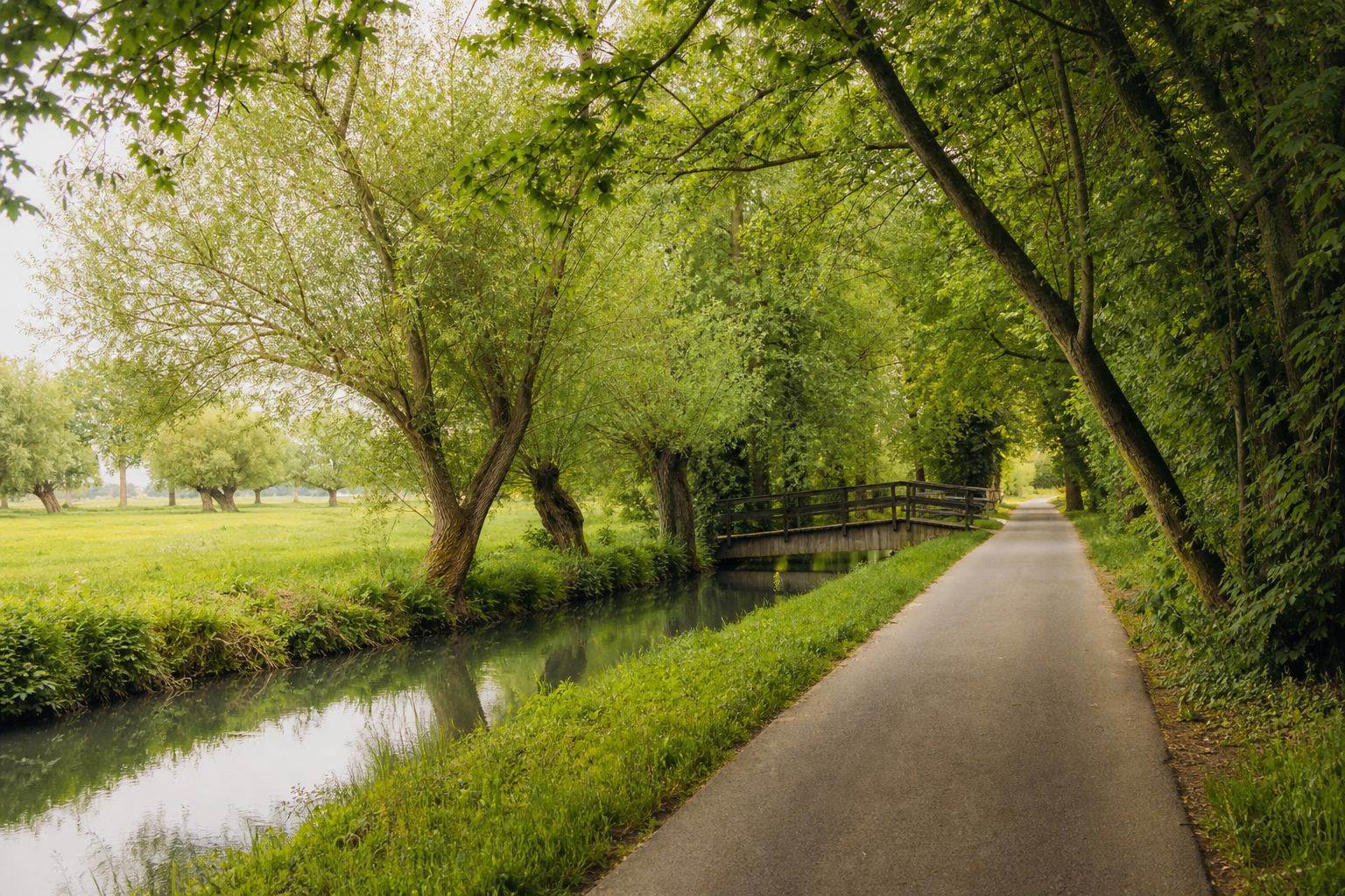 Radweg entlang eines Spreewaldkanals mit Erlen